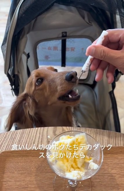 ヨーグルトを食べるエールくん