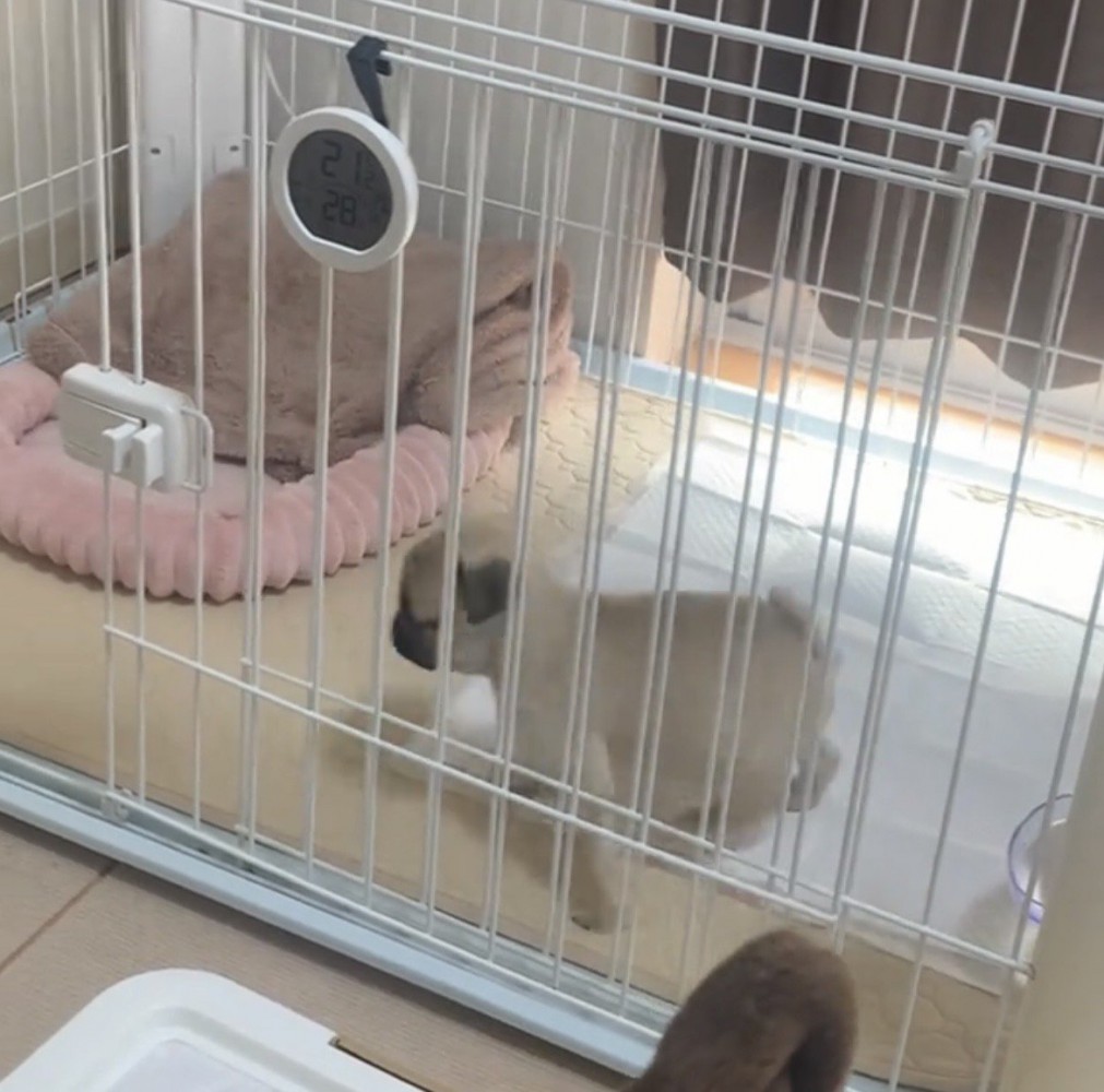 歩き出す犬