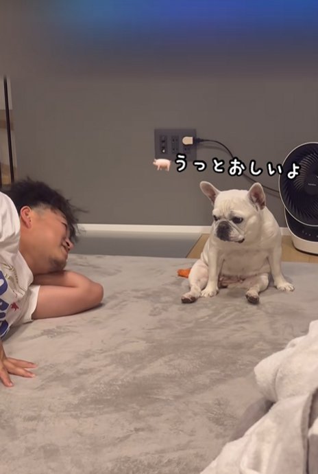 うっとうしがる小型犬
