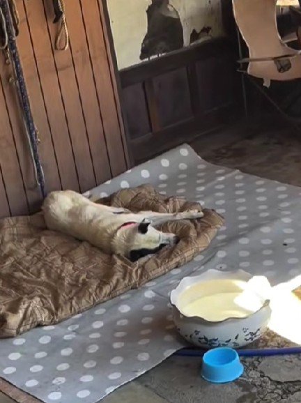 これからはのびのびと過ごしてね