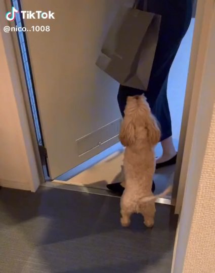 飼い主さんに飛びつくニコちゃん