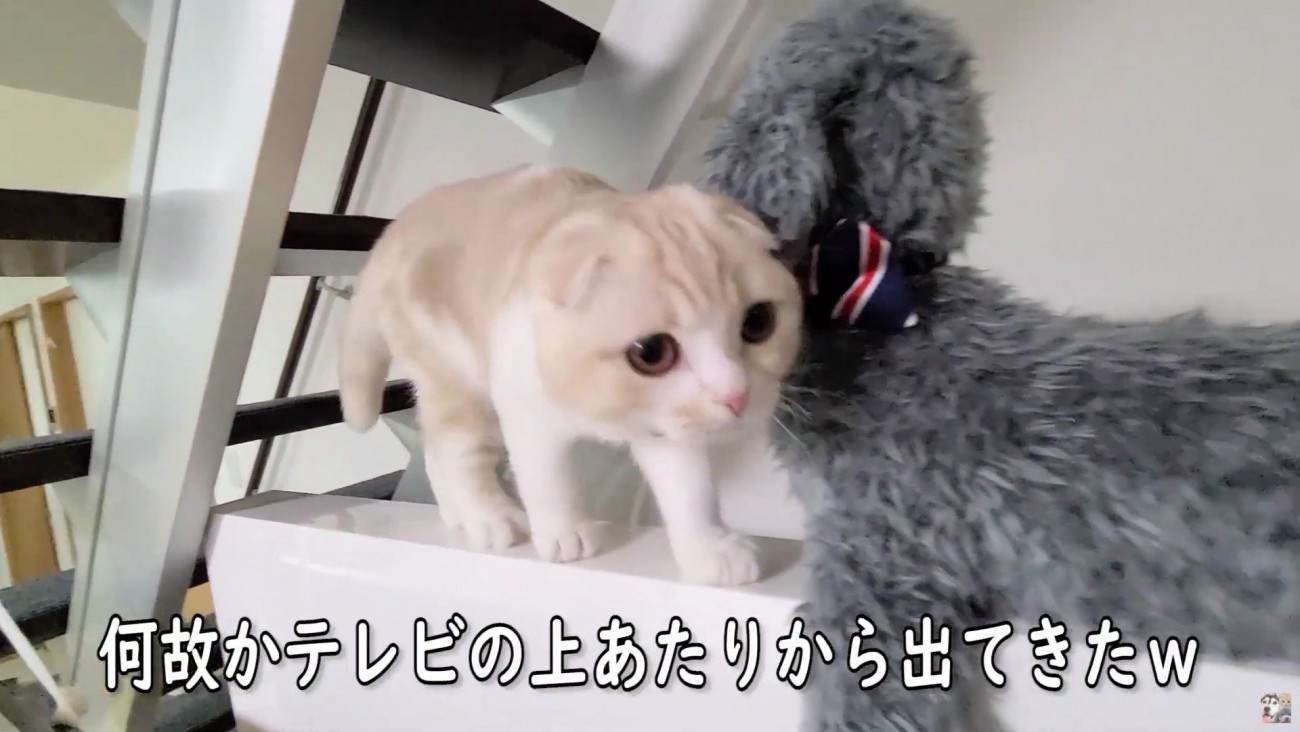 テレビの裏にいたみたい！