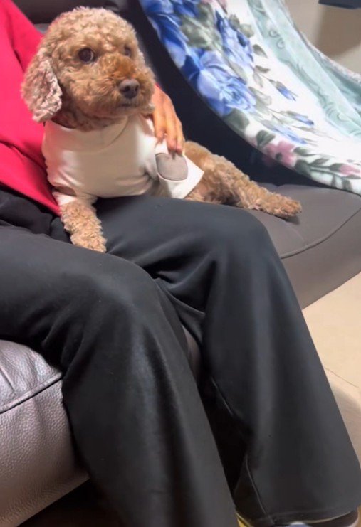 おばあちゃんから離れたくない茶々丸くん2