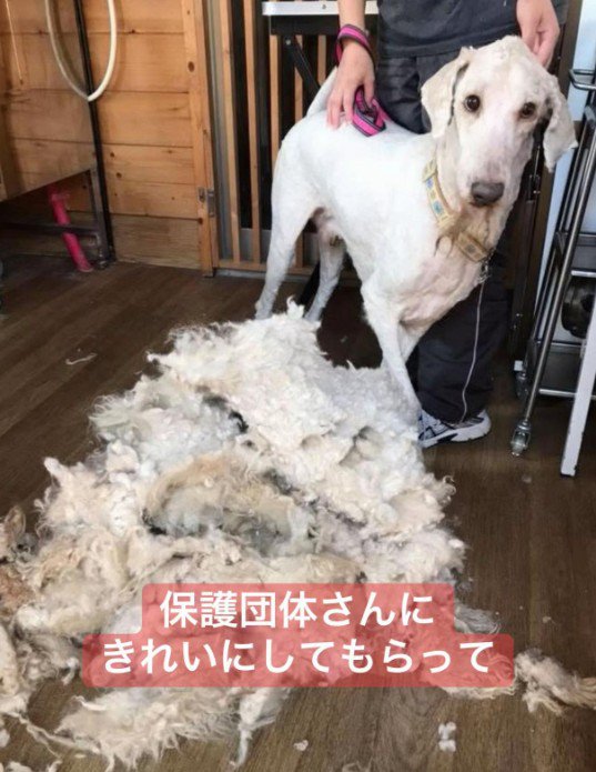 毛をカットしてさっぱり