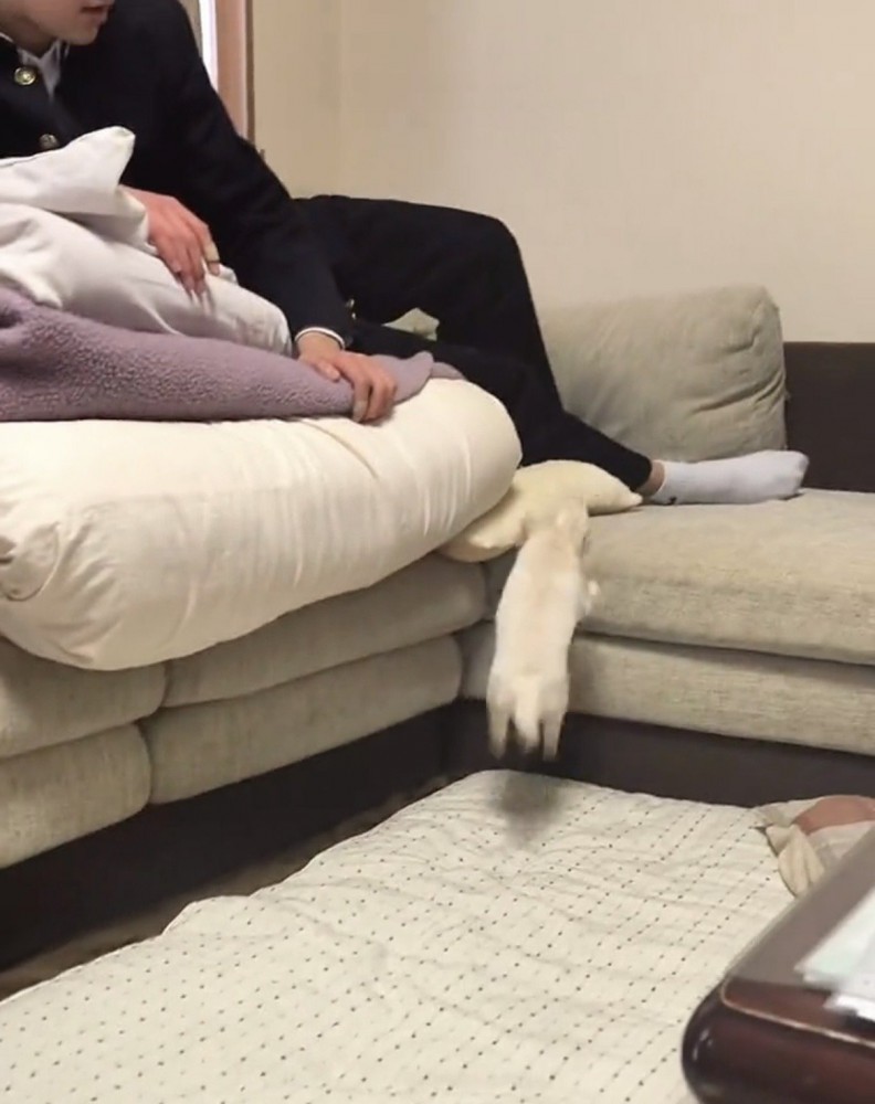 ソファに前足を伸ばす犬