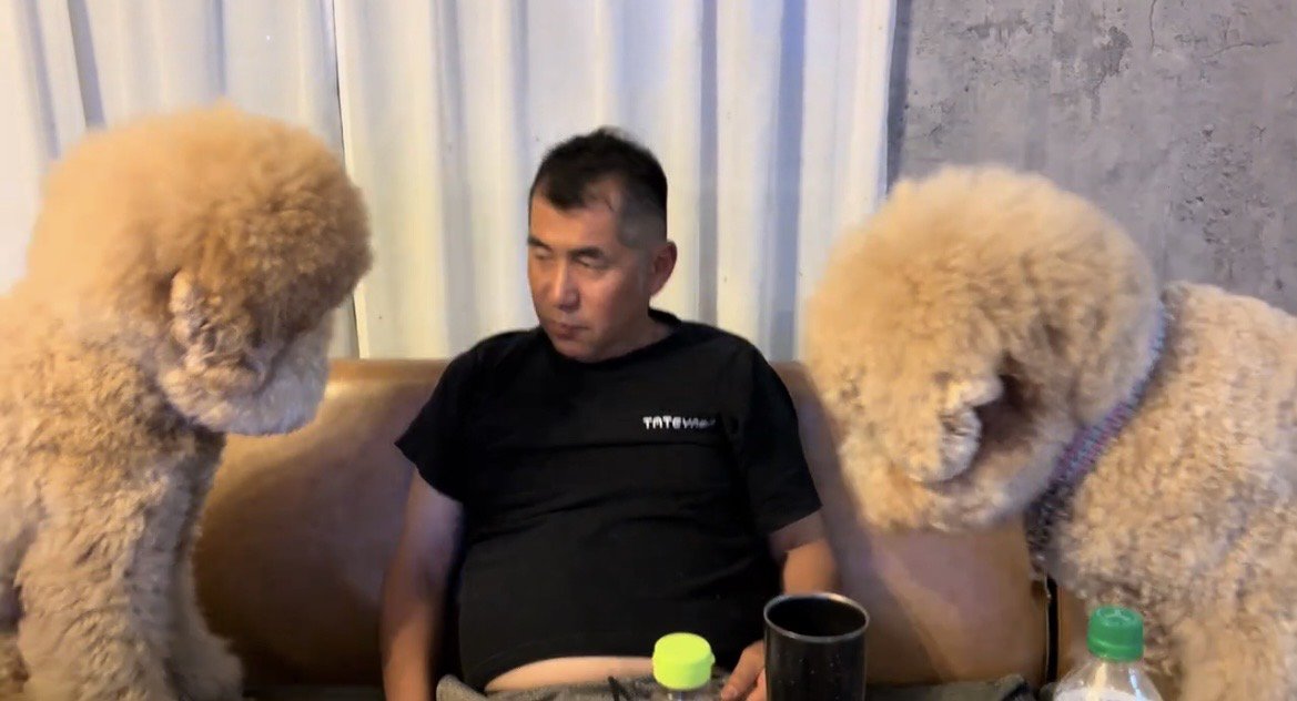 人を覗き込む2頭の犬