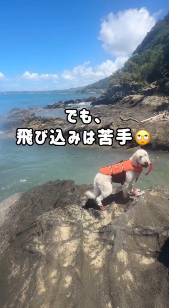 方向転換をして男性を見つめる犬