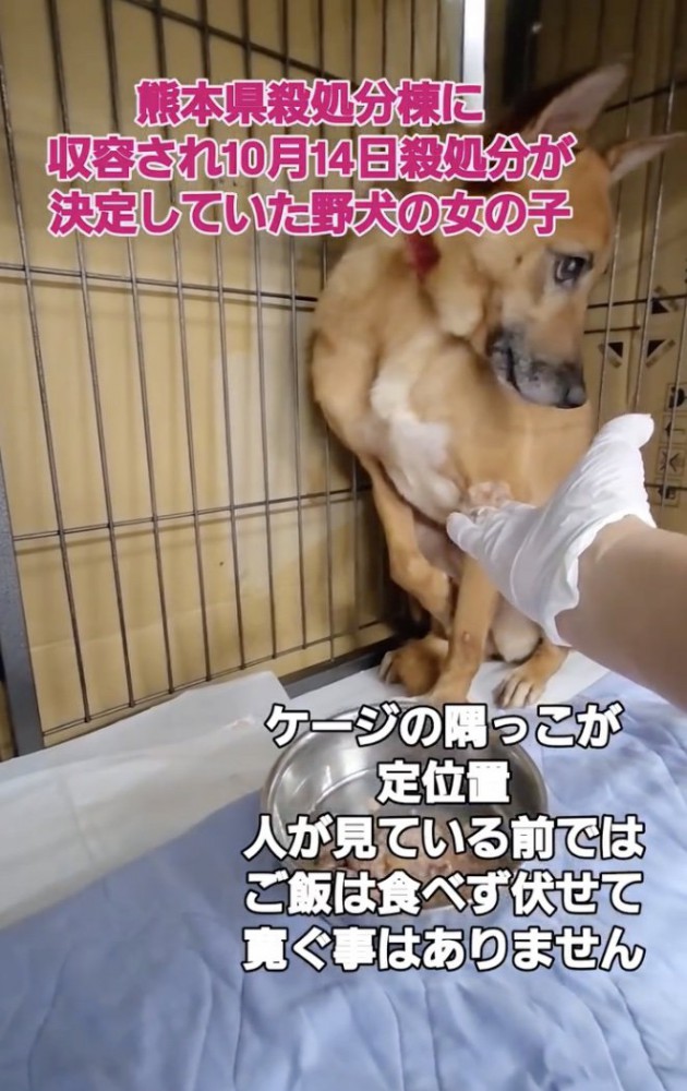 人がいるとご飯も食べない