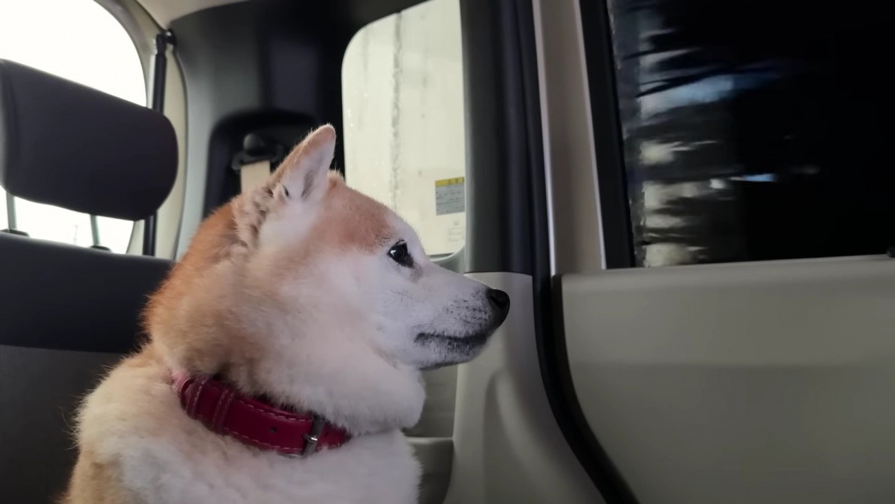 不安そうにキョロキョロ