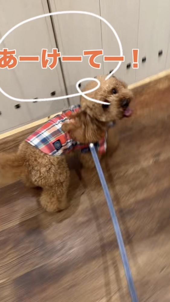 ドアを開けてと飼い主さんにアピールするトイプー