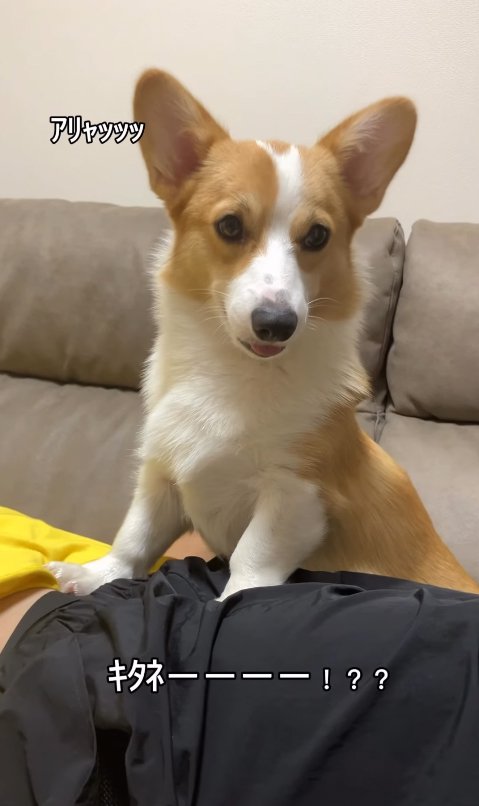 笑顔のコーギー