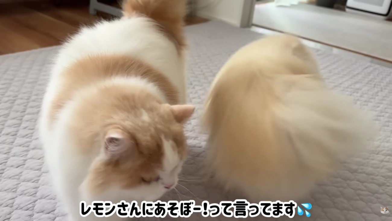 レモンちゃんを遊びに誘う