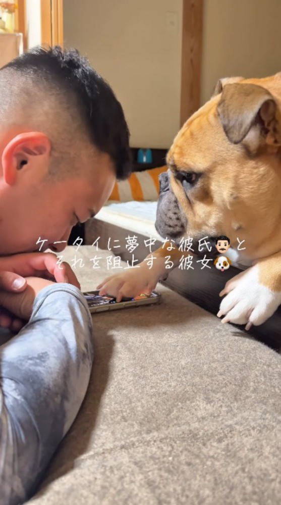 スマホを触る男性を見つめる犬