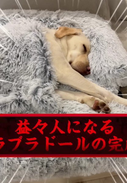 寝姿も人間みたい！？