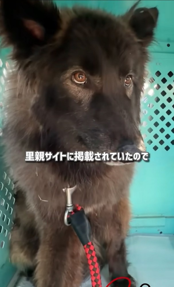 怯えた様子のウルフドッグ