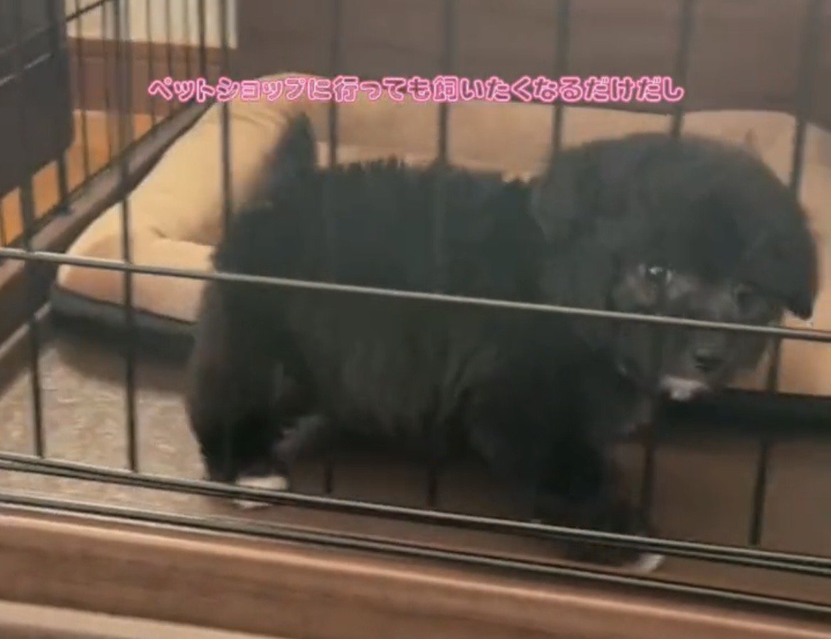 ケージの中から見つめる犬