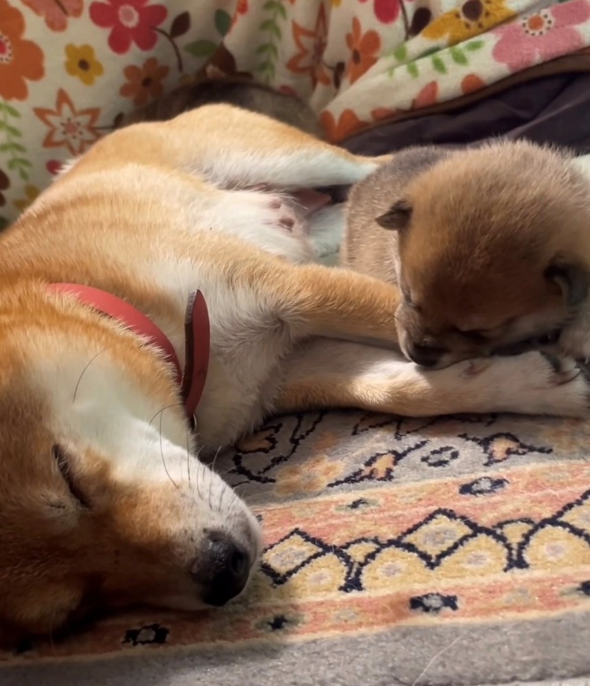 腕にしがみつきながら眠る子犬