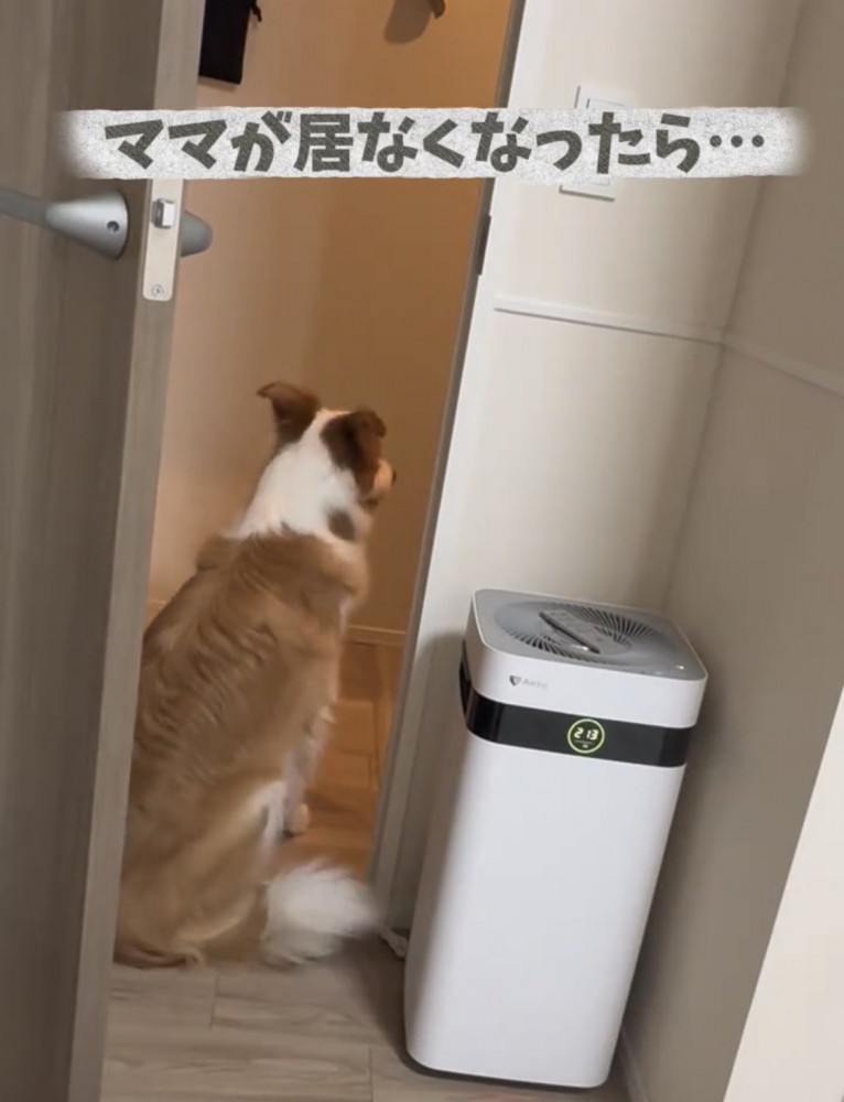 玄関に座っている犬