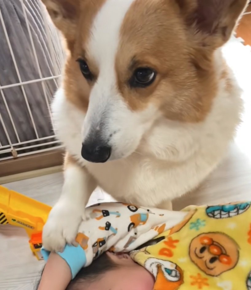 腕にお手する犬