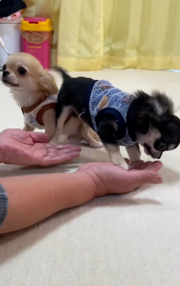 褒めちぎるおばあちゃん