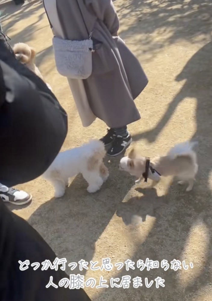 知らない犬ばかり