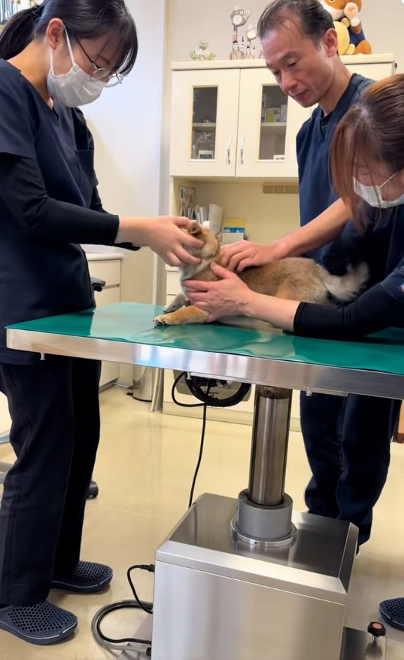 注射直前の子犬さん