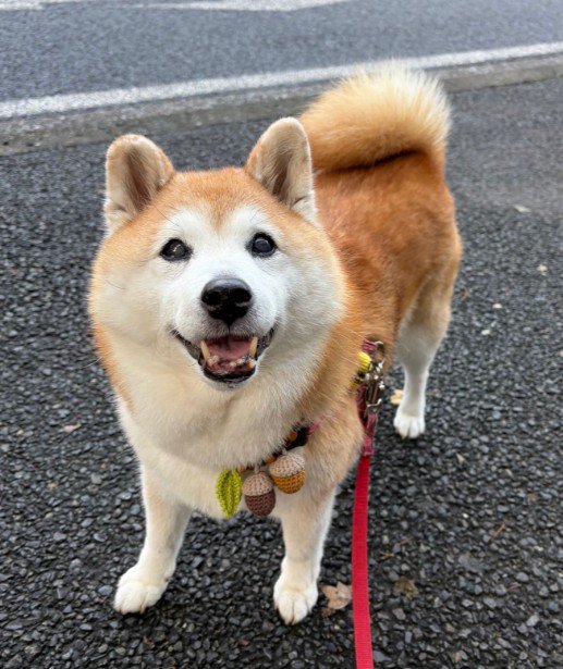 「あとで食べようね」