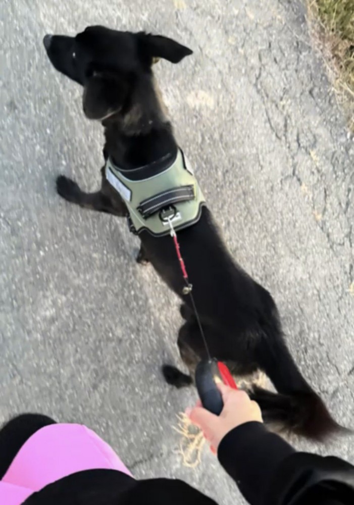 散歩する犬