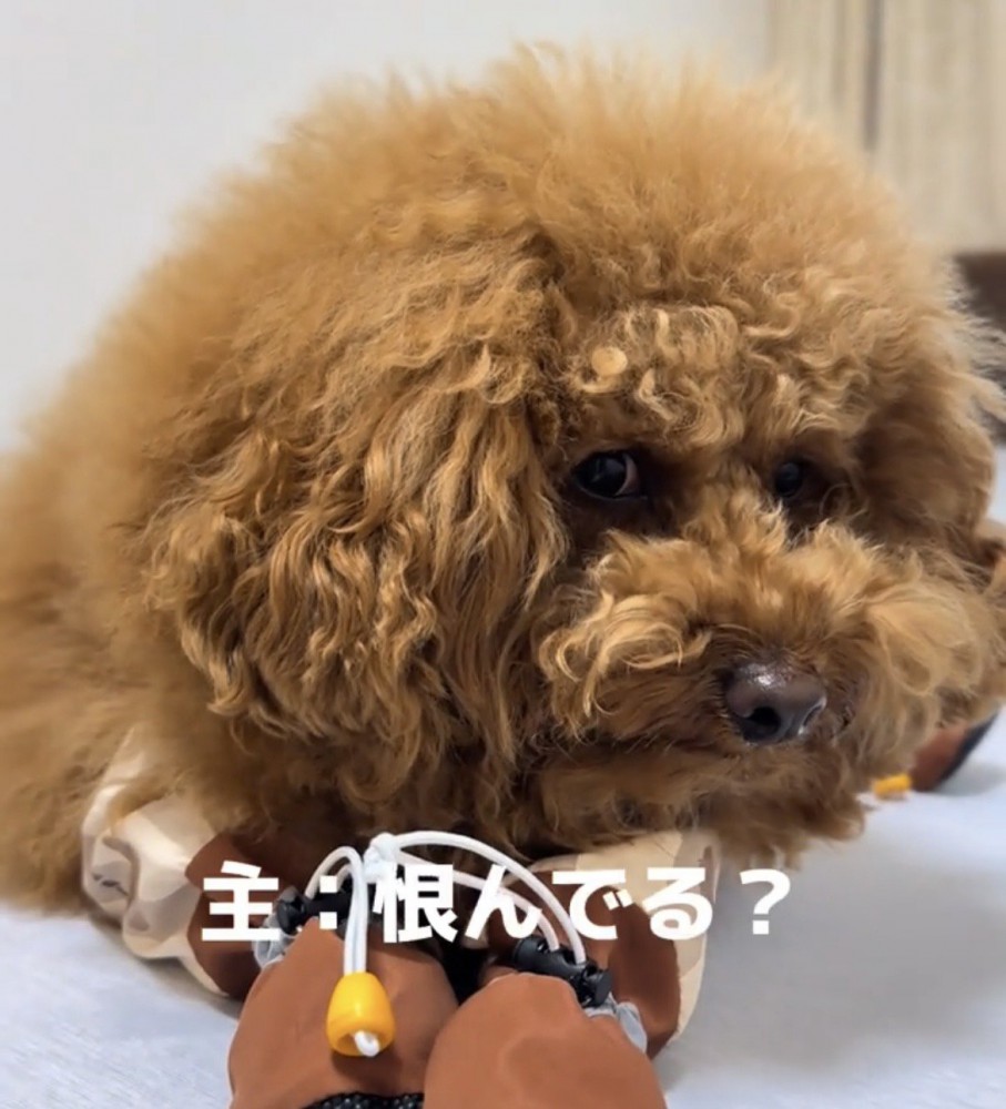 伏せて見つめる犬