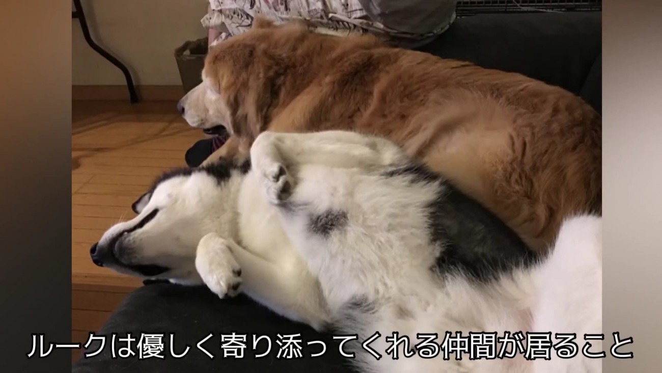 誰かと共に寝る安心感も…