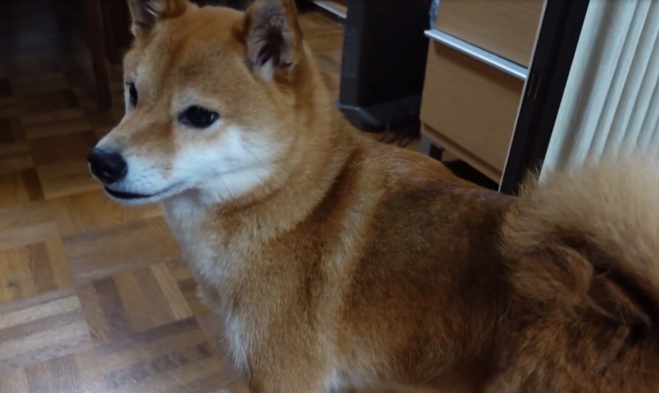 おじいちゃんを探す柴犬