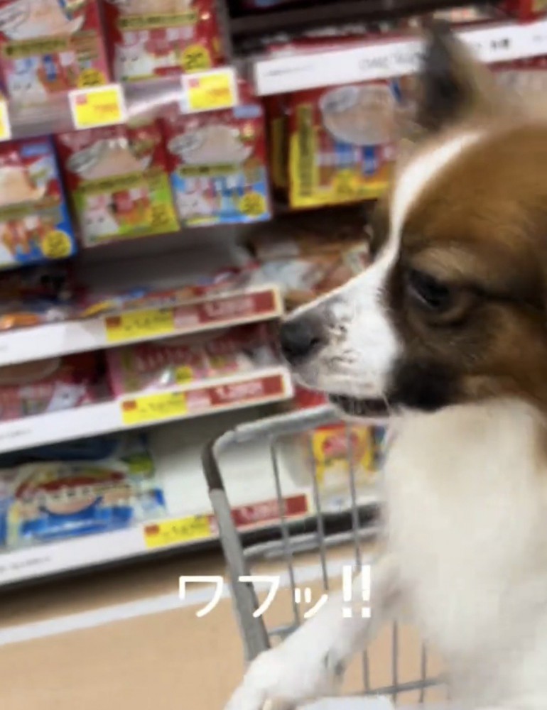 前を向いて声を上げる犬