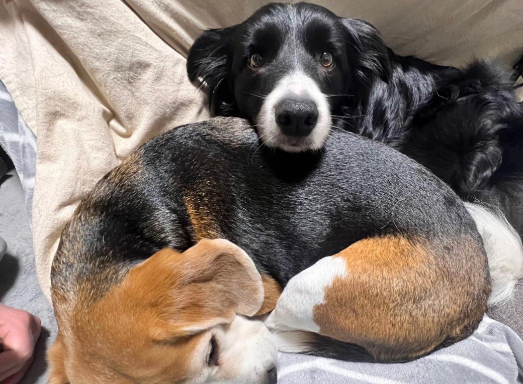 ペットホテルに居候していたワンコ⑩