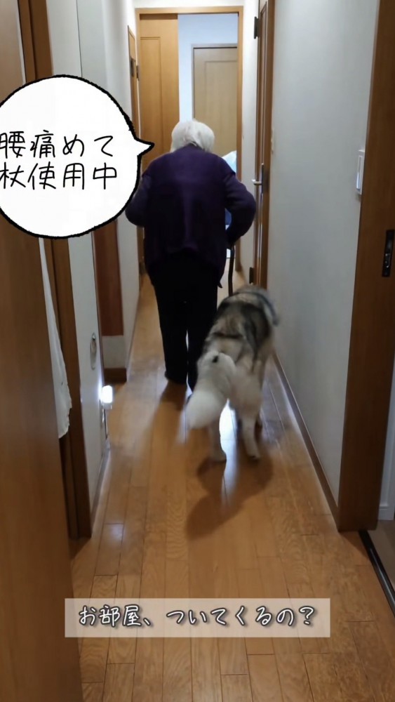 杖をついて歩くおばあちゃんについて行くハスキー