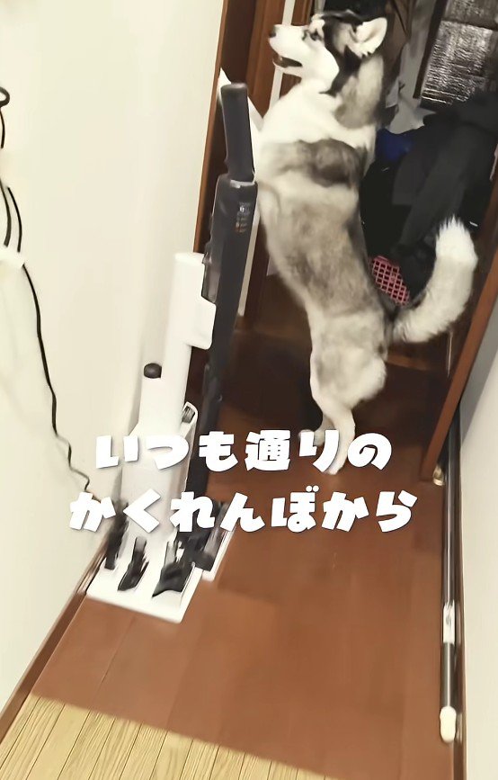 まずはかくれんぼ♪