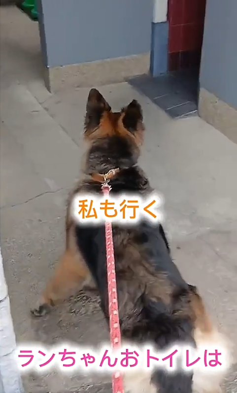 トイレに入ろうとする犬1