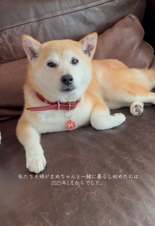 まめちゃん