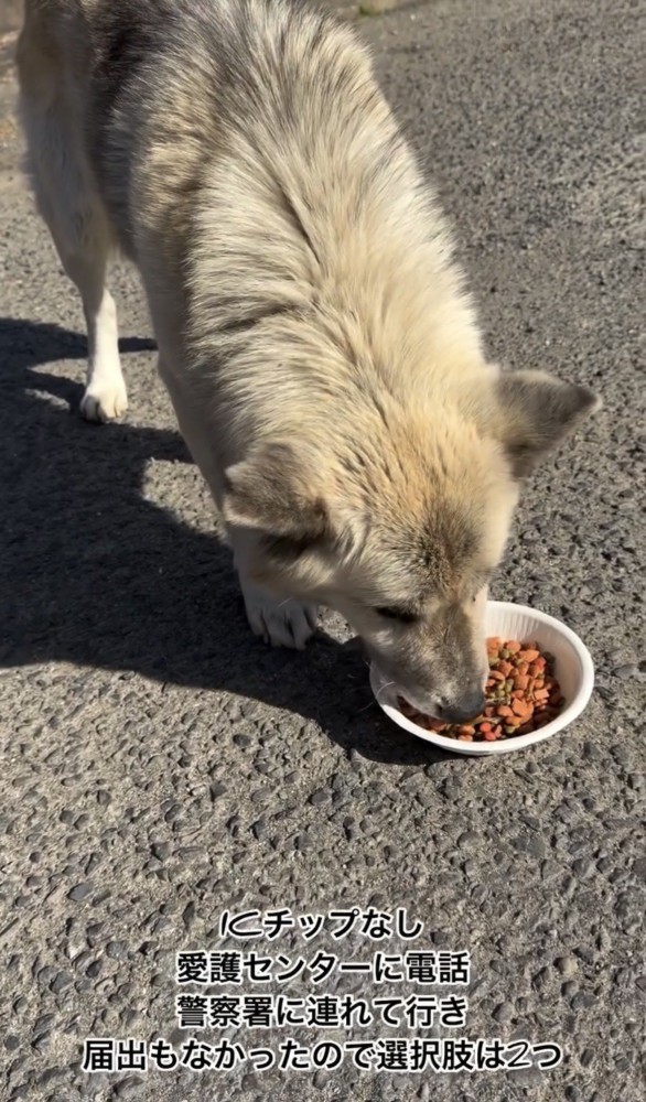 道路でフードを食べる犬