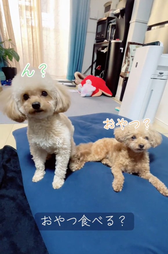 尻尾を振るラテちゃん