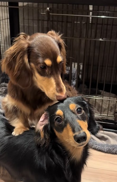 くっつく小型犬たち