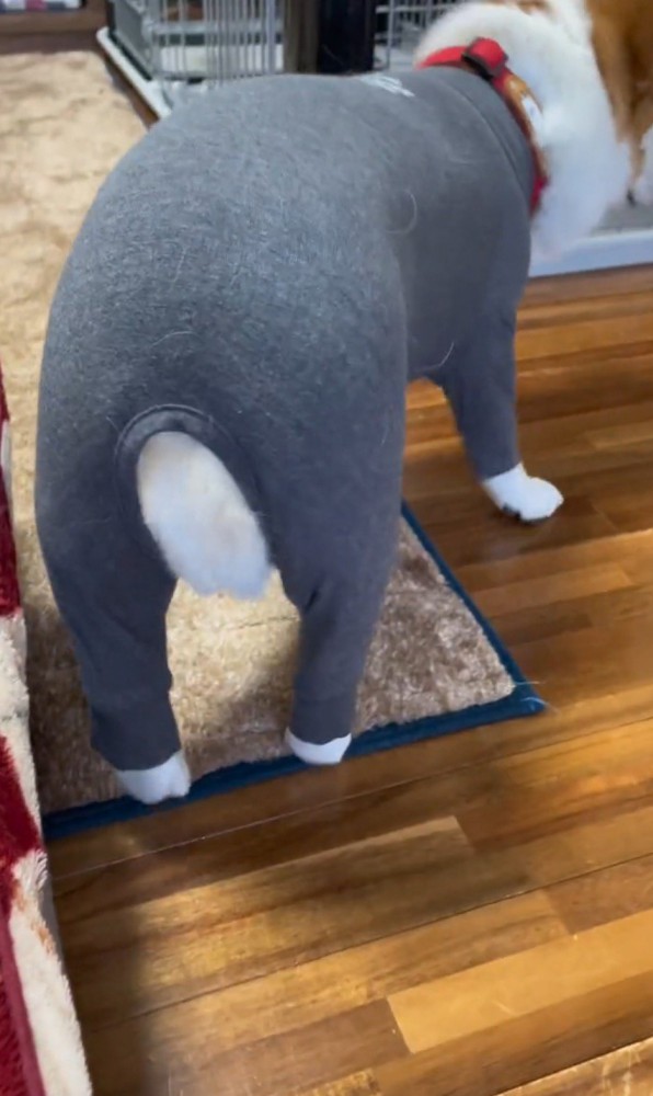 ロンパースを着た犬