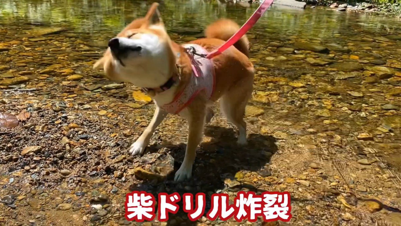 一度川から出てブルブルッ