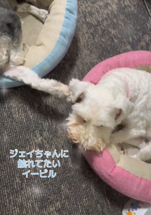 前足で触れる犬