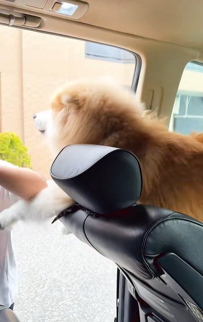 車の座席から開いたドアに向かって身を乗り出し女性に撫でてもらう秋田犬