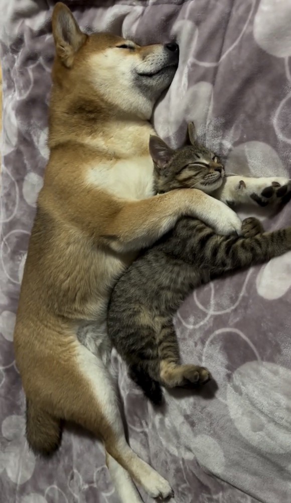 全身で抱きしめるように眠る犬と猫
