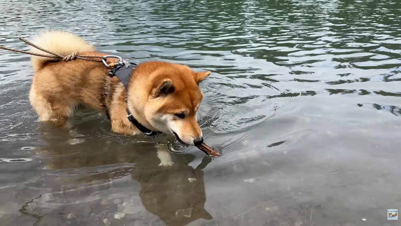 拾いに行くソラくん