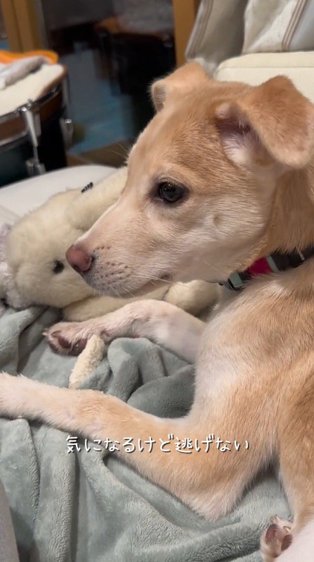 女性に撫でられて視線を送る犬