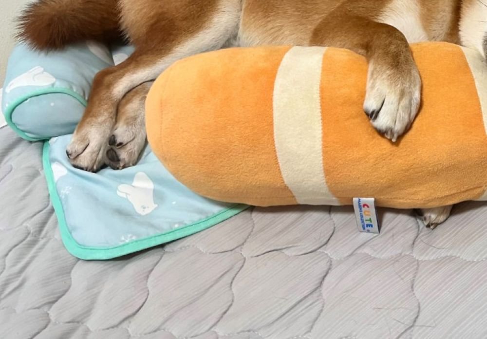 息子さんの部屋で寝ているしもん君