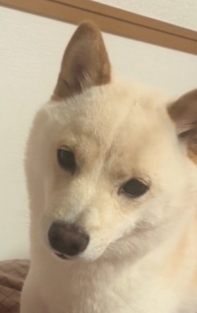 飼い主を静かに見つめる犬