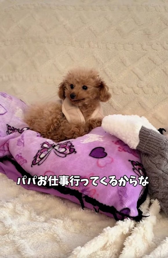 くぅちゃんに声をかけるパパ